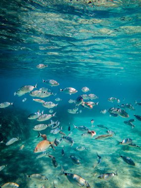 Bir balık sürüsü kristal berraklığında turkuaz suda yüzer..