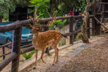 Çitin yanında boynuzları olan benekli geyik..