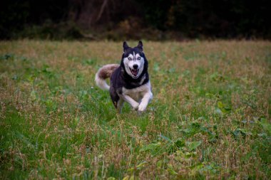 Tarlada koşan güçlü köpek.