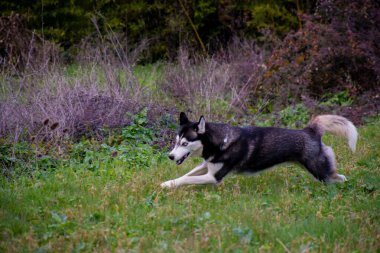 Tarlada koşan güçlü köpek.
