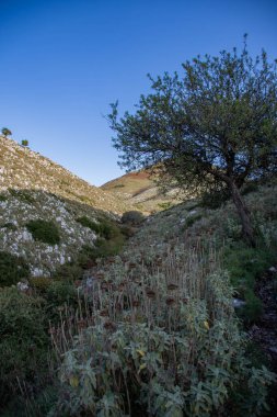 Berrak mavi gökyüzünün altında yalnız bir ağacı olan sakin dağ vadisi..
