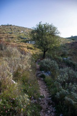 Bir yamacın yukarısında, sarmal bir patikanın yanında yalnız bir ağaç duruyor..