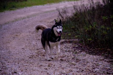 Çakıl yolunda yürüyen iri yarı bir köpek..