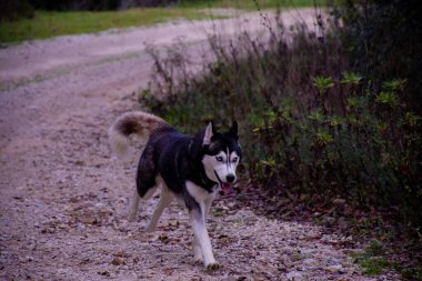Çakıl yolunda yürüyen güçlü bir köpek..