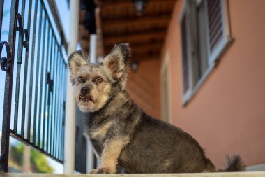 Pasaklı, gri ve esmer bir köpek bir binanın önünde oturuyor..