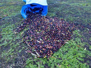 Bir konteynırdan fileye dökülen zeytinler..