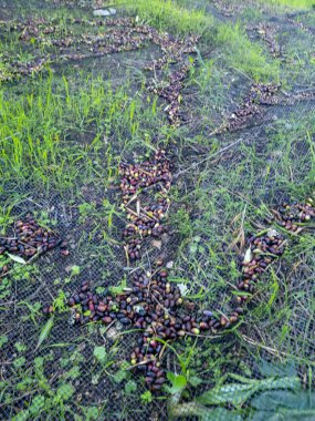 Açık havada kuruyan zeytinler, hasat için hazır. Doğal güneş ışığı.