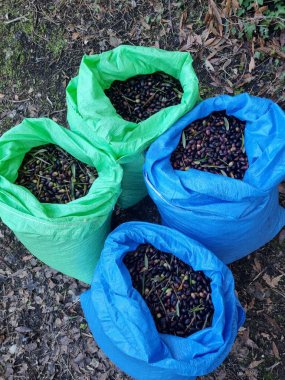 Hasat edilmiş zeytin torbaları işleme hazır..