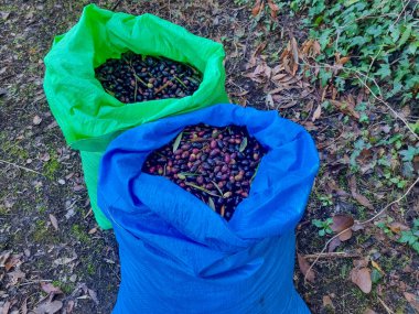 Renkli çantalarda toplanmış zeytinler işleme hazır..