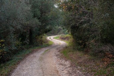 Yeşillik bir ormanın içinden geçen toprak yol. Huzurlu, manzaralı bir yol.