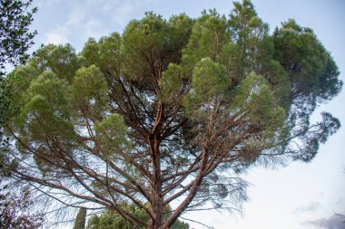 Gökyüzüne uzanan görkemli çam ağacı yemyeşil örtüsünü ve karmaşık dallarını gözler önüne seriyor..