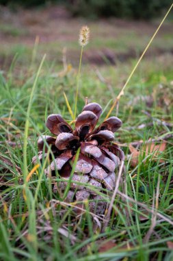 Çam kozalağı çimenlere yuva yapmış, sakin bir sonbahar sahnesi..