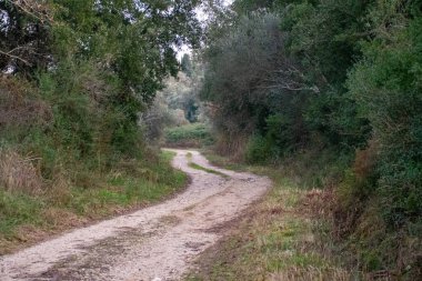 Bereketli yeşil ormanın içinden geçen toprak yol. Sakin doğa sahnesi.