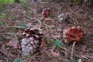 Orman zemininde çam kozalakları, çam iğneleri ve diğer orman atıklarıyla çevrili..