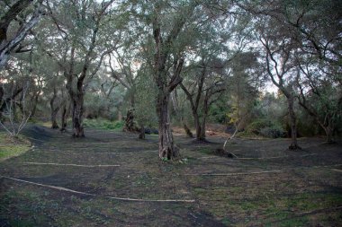 Yerde koruyucu ağları olan zeytin koruluğu.