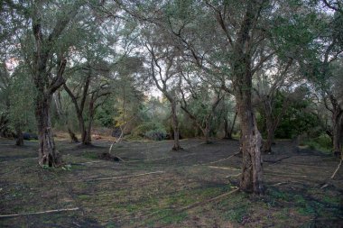 Karanlık zemin örtülü zeytin korusu ve ağaçların arasından süzülen güneş ışığı..