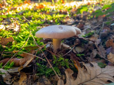 Sonbahar orman zemininde büyüyen mantar