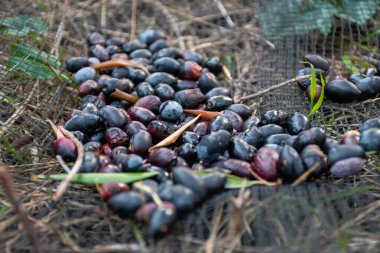 Koyu renkli zeytinler, açık havada bir ağ üzerinde toplandı..