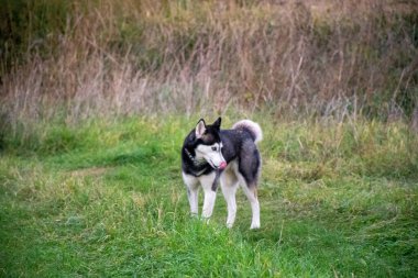 Koyu renkli zeytinler, açık havada bir ağ üzerinde toplandı..