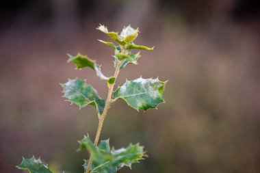 Tereddütlü yaprakları bulanık arka planda olan dikenli yeşil bir bitkinin yakın çekimi..