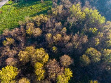 Sarı ve kahverengi ağaçlardan oluşan karışık bir ormanın havadan görünüşü.