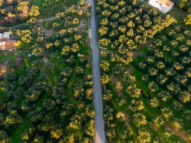 Zeytin koruluğunun ve yolun havadan görünüşü. Yeşillik yemyeşil, yaprakların üzerindeki güneş ışığı.