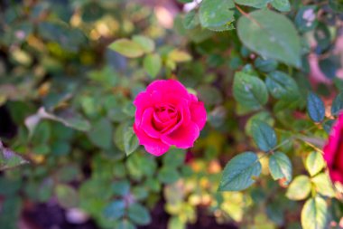 Canlı pembe bir gül çiçek açmış, yemyeşil yapraklarla çevrili..