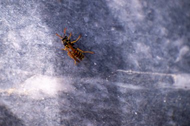 Eşek arısı dokulu bir yüzeye uzanır, kanatları katlanır..