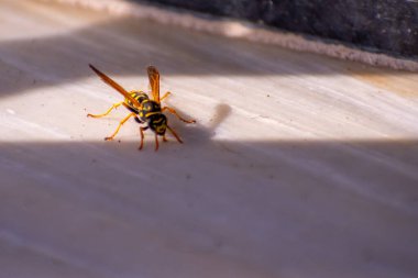 Bir eşekarısı açık renkli bir yüzeyde, güneş ışığıyla aydınlatılır..