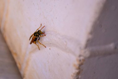 Bir eşek arısı beyaz dokulu bir yüzeyi keşfeder..