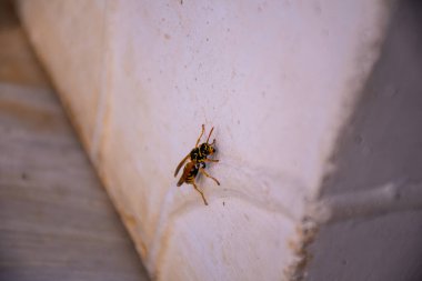 Bir eşek arısı açık renkli bir duvarda sürünür..