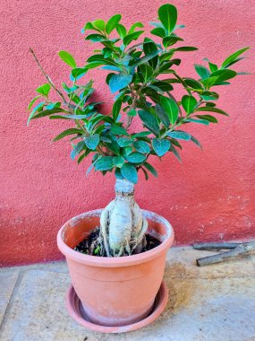 Canlı yeşil yaprakları olan kompakt bir bonsai ağacı, dokulu kırmızı arkaplana karşı saksıda..  