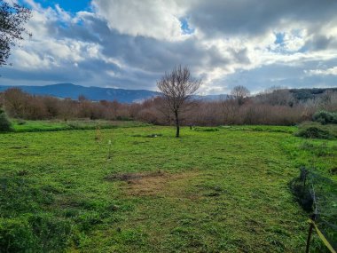 Bereketli yeşil çayır, bulutlu bir gökyüzünün altındaki ağaçlardan oluşan ufuk çizgisine ve uzak tepelere doğru uzanıyor..