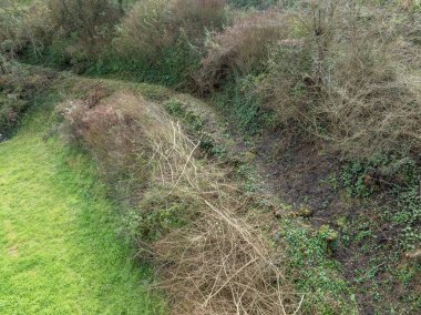 Evcilleştirilmemiş bir manzara yoğun yeşilliklerin arasından kıvrılarak geçen küçük bir yol gösteriyor. Canlı yeşillik ve yapraksız dalları birleştiriyor..