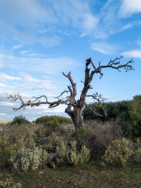 Çıplak dalları olan yalnız, cansız bir ağaç, yumuşak beyaz bulutlarla benekli soluk mavi bir gökyüzünün altında, alçak uzanan çalıların arasında duruyor..