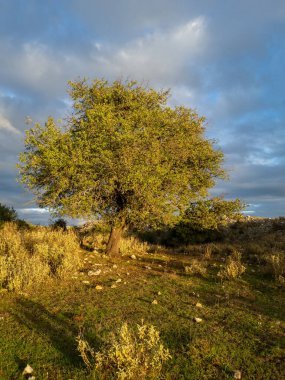 Çimenli bir yamaçta yapayalnız bir ağaç bulutlu bir gökyüzünün altında güneşlenir, doğanın güzelliğini ve huzurunu yakalar..