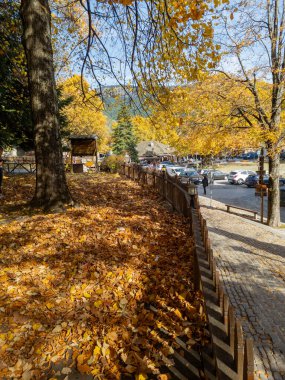 Sonbahar sahnesi, zemini kaplayan altın yapraklar, kaldırım taşı yolu kaplayan küçük ahşap bir çit ve binaların yakınına park edilmiş arabalar..