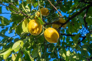 Birkaç olgun, sarı turunçgil meyvesi, canlı yeşil yapraklarla çevrili bir ağaç dalından sarkıyor ve arka planda açık mavi bir gökyüzü var..