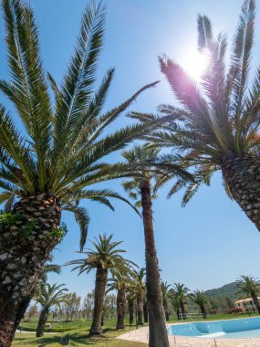 A sunny tropical scene with palm trees lining a pool. The blue sky adds to the vacation feel. Lush green grass and mountain backdrop.