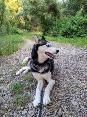 Yeşilliğin ortasında, iri yapılı bir köpek tasmasıyla güvence altına alınmış çakıllı bir yolda sakince uzanır, çarpıcı siyah ve beyaz önlüğü çevresindekilerle çelişir..