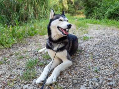 Uzun yeşil çimenler ve ağaçlarla kaplı bir ormandaki çakıllı bir patikada güçlü bir köpek uzanır. Köpek tasmalı ve neşeyle nefes nefese..