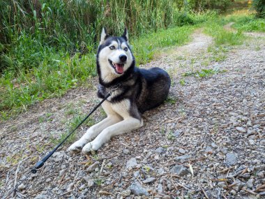 Bir Sibirya Husky 'si çakıl yolunda yatıyor. Köpek siyah, beyaz ve çarpıcı mavi gözleri olan gridir. Yolun kenarında uzun otlar var..