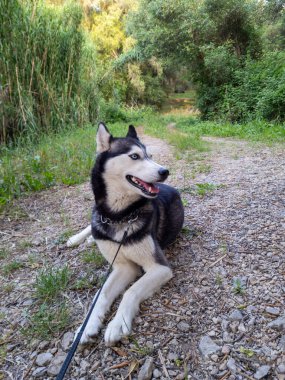 Keskin mavi gözleri olan iri yapılı bir köpek çakıl yolunda yatıyor. Köpek tasmalı ve açık havada canlı yeşil yaprakların arasında dinleniyor..