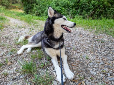 Bir Husky köpeği yürüyüş sırasında çakıllı bir yolda uzanır. Köpeğin ceketi siyah, gri ve beyaz kürkün karışımıdır..
