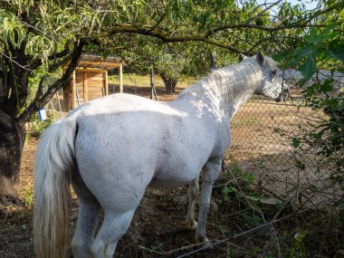 Güneşli kırsal bir ortamda yakalanan beyaz bir at, çit hattının yanında duruyor. Bahçedeki yapraklı bir ağacın gölgesinde otluyor..