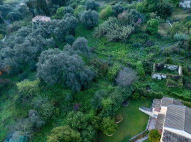 Bereketli ağaçlar, kiremitli bir çatı ve harap olmuş bir yapı içeren canlı bir sahne, hepsi yoğun bir yeşil bitki örtüsüyle örtülmüş..