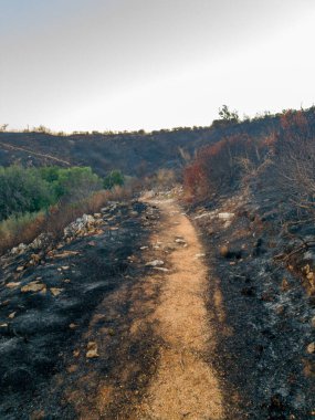 Issız bir yol, kavurucu bir araziye doğru esiyor. Yangının etkisinin kesin bir hatırlatıcısı..