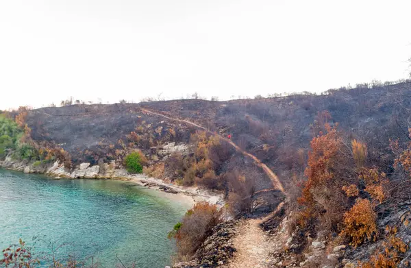 Sakin bir körfeze bakan yanmış bir tepenin ıssız manzarası. Kömürleşmiş kalıntılar ve canlı mavi su arasındaki zıtlık bir kayıp ve esneklik hissi uyandırıyor..