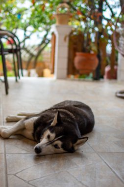 Bir Husky gölgeli bir verandada dinlenmek için uzanır. Arka planda ağaçlar, döşemeler ve sandalyeler görünür..