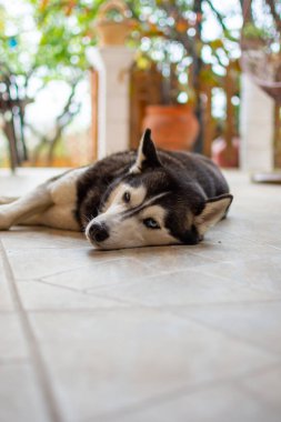 Siyah beyaz bir Sibirya Husky 'si bir verandanın fayansında sakince yatıyor. Köpek bitkiler ve doğal aydınlatmalarla çevrilidir..